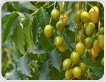 Neem - Evidence-based health benefits